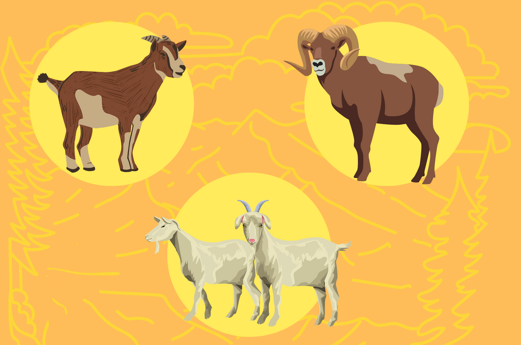 Several breeds of goats being compared to one another.
